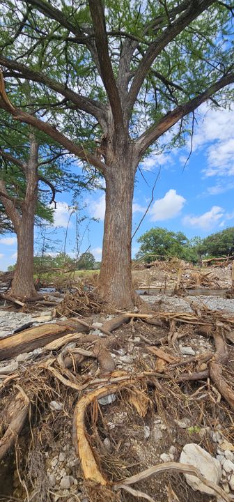 Flood-stripped roots at the base of a cypress tree