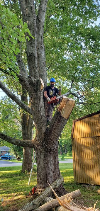 A volunteer in a hard hat cuts a storm-damaged tree with a chainsaw, high in its branches
